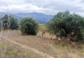 Land for sale on T-334, Horta de Sant Joan, ref: TR346111 photo
