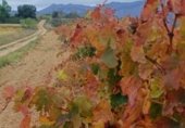 Land for sale on T-334, Horta de Sant Joan, ref: TR346111 photo