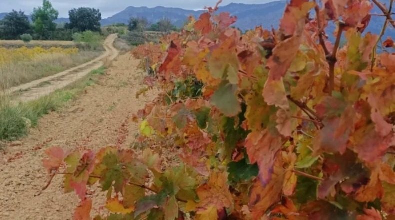 Tarragona - Horta de Sant Joan - 10000m2