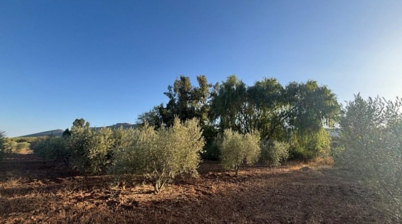 Ciudad Real - Malagón - 6970m2
