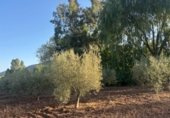 Finca rústica en venta en la Cañada Real Soriana Oriental, Malagón, ref: TR347562 foto