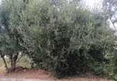 Parcel·la urbanitzable en venda a la Carrer de Madrid, Vallirana, ref.: TR347956 foto