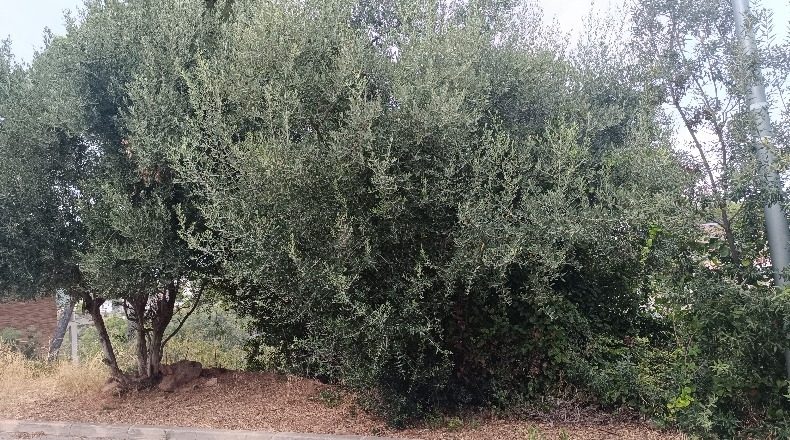 Barcelona - Vallirana - 931m2