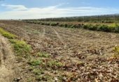 Non-developable land for sale on Carretera de Bellvís al Palau d'Anglesola, Bellvís, ref: TR350714 photo