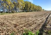 Non-developable land for sale on Carretera de Bellvís al Palau d'Anglesola, Bellvís, ref: TR350714 photo