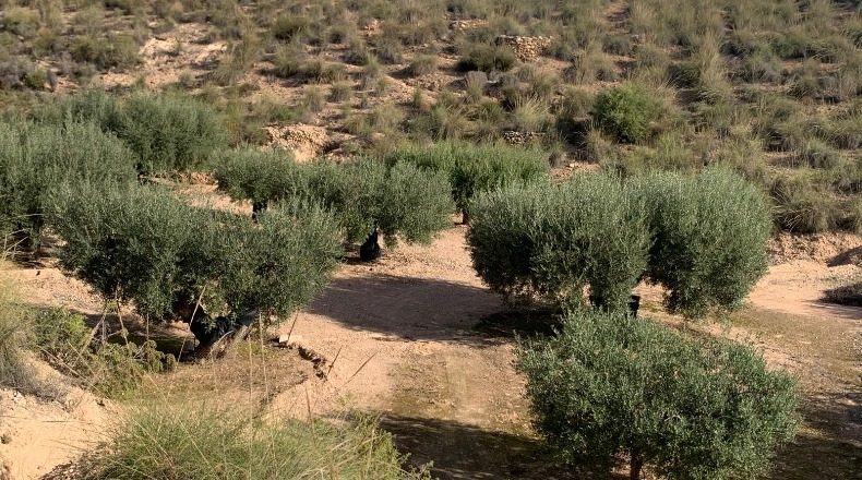 Murcia - Fuente Álamo de Murcia - 3000m2