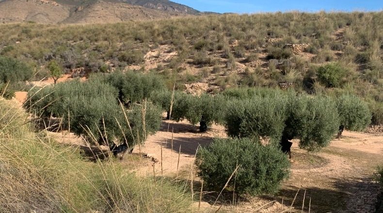 Murcia - Fuente Álamo de Murcia - 3000m2