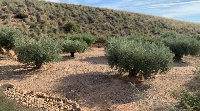 Murcia - Fuente Álamo de Murcia - 3000m2