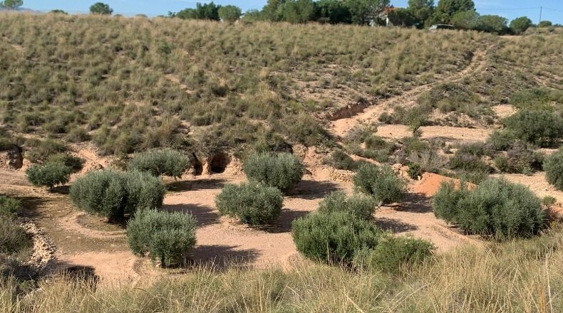 Murcia - Fuente Álamo de Murcia - 3000m2