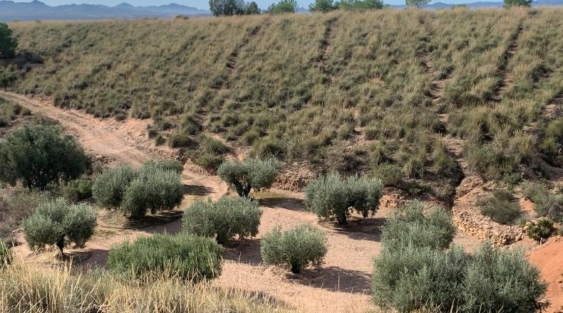 Murcia - Fuente Álamo de Murcia - 3000m2