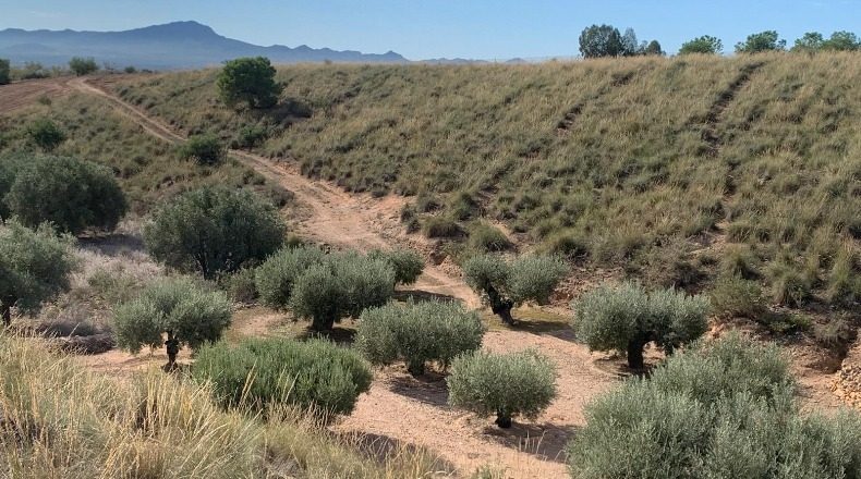 Murcia - Fuente Álamo de Murcia - 3000m2