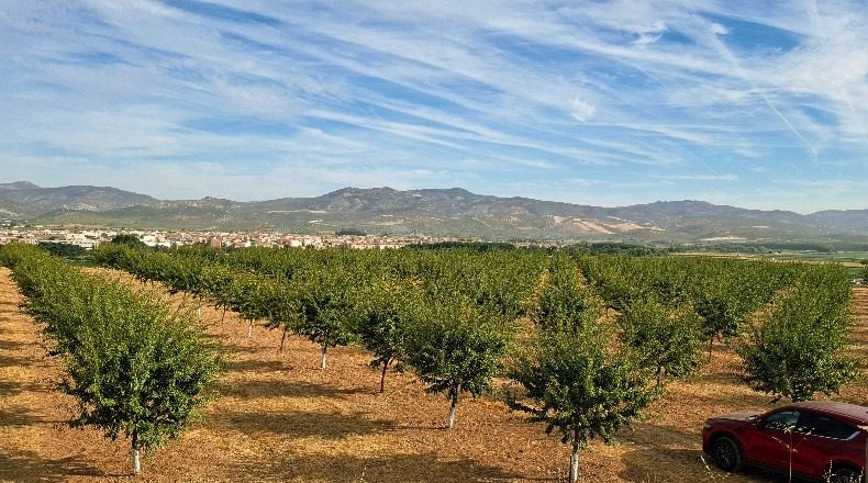 Granada - Huétor Tájar - 27000m2