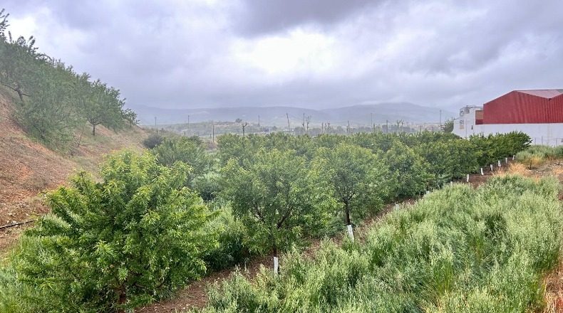 Granada - Huétor Tájar - 27000m2