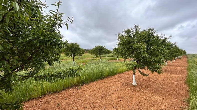 Granada - Huétor Tájar - 27000m2