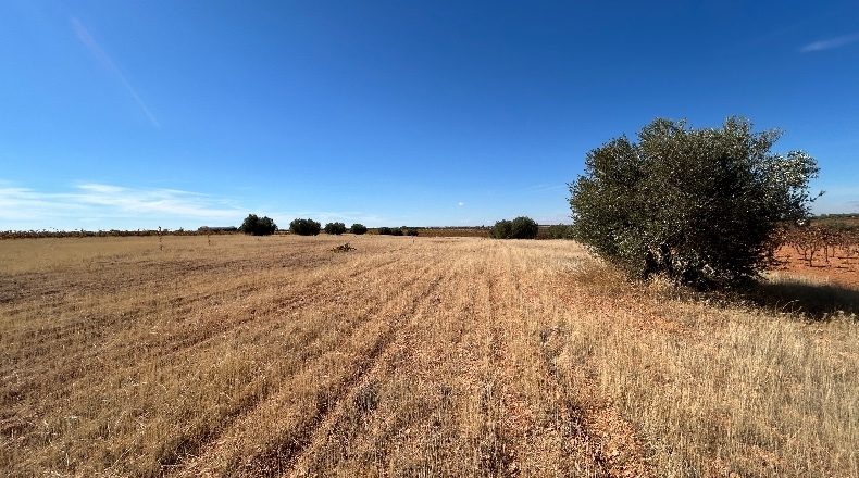 Ciudad Real - Valdepeñas - 16867m2