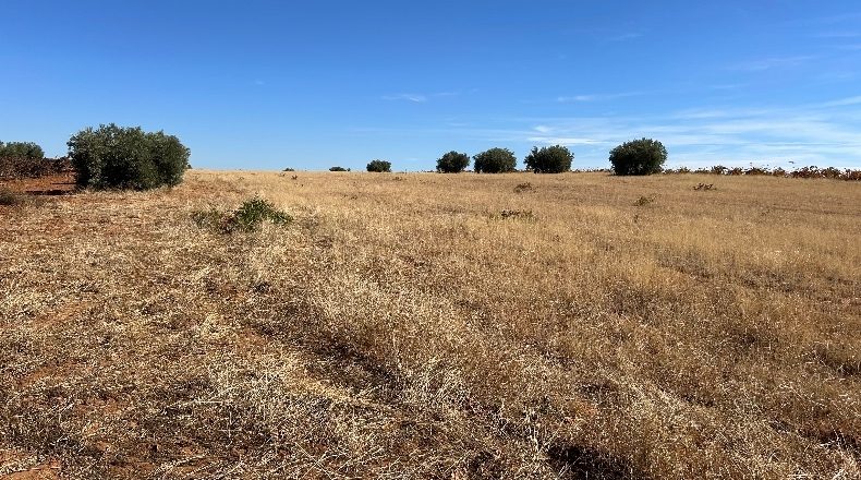 Ciudad Real - Valdepeñas - 16867m2