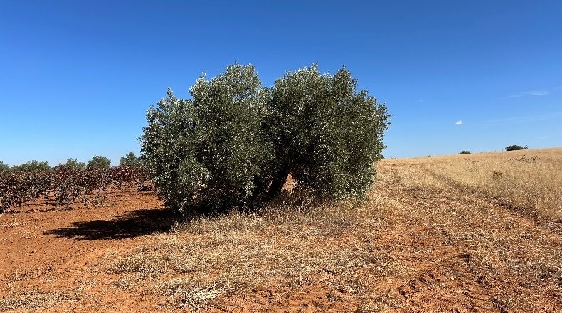 Ciudad Real - Valdepeñas - 16867m2