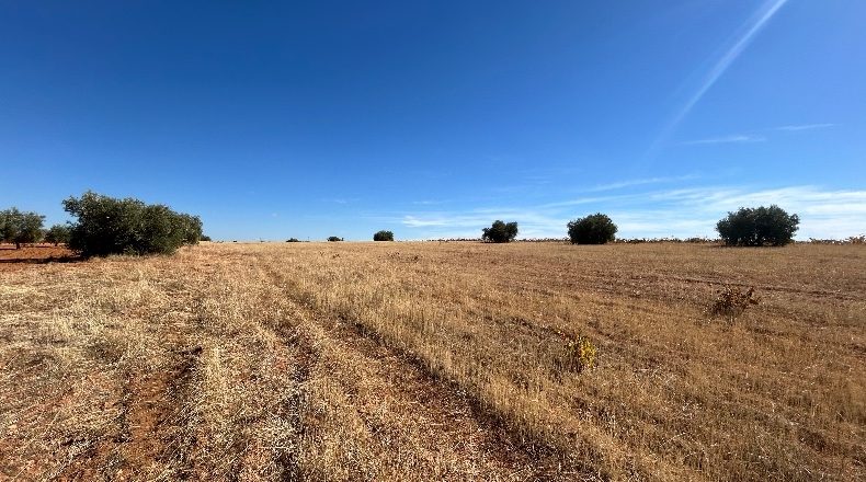 Ciudad Real - Valdepeñas - 16867m2