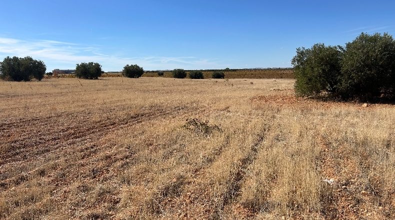 Ciudad Real - Valdepeñas - 16867m2