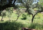 Finca rústica en venda a la FINCA EL PORTILLO, Cerro Muriano, ref.: TR356316 foto