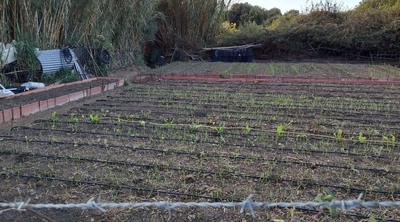 Cádiz - El Pelayo - 70000m2