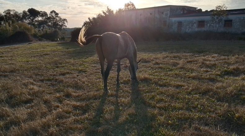 Cádiz - El Pelayo - 70000m2