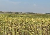 Non-developable land for sale on Acceso a Villoruela desde SA-810, Villoruela, ref: TR358908 photo