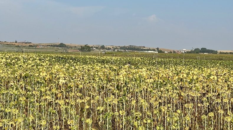 Salamanca - Villoruela - 34000m2