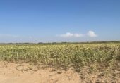 Non-developable land for sale on Acceso a Villoruela desde SA-810, Villoruela, ref: TR358908 photo