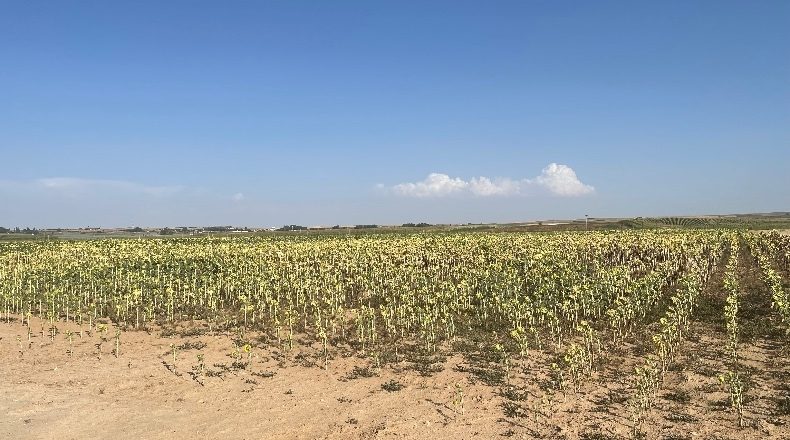 Salamanca - Villoruela - 34000m2