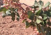Non-developable land for sale on Paraje Paerón, El Ballestero, ref: TR359776 photo