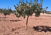 Non-developable land for sale on Paraje Paerón, El Ballestero, ref: TR359776 photo