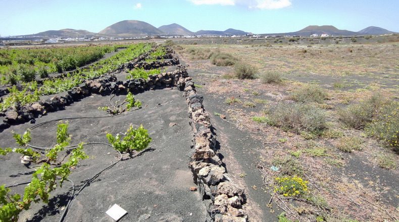 Las Palmas - Тегисе - 9989m2