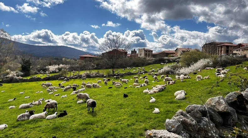 Soria - Vinuesa - 9742m2
