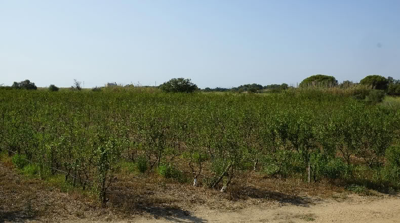 Gerona - Palau-saverdera - 200000m2