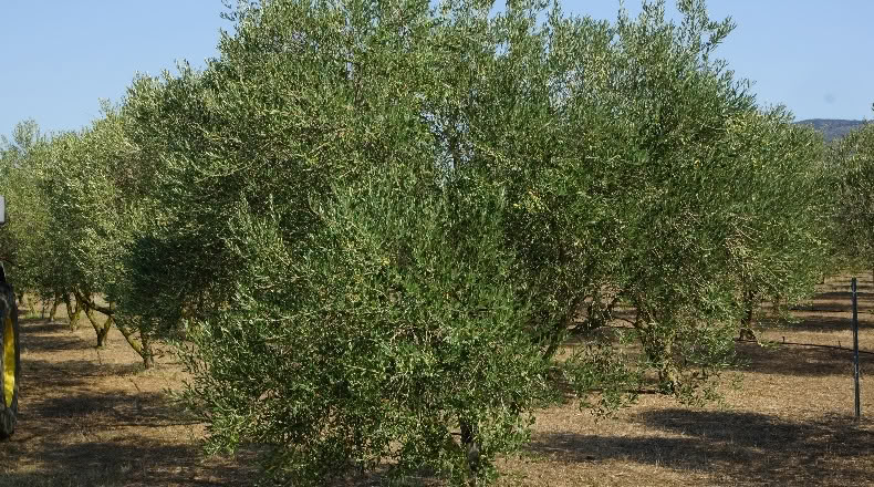 Gerona - Palau-saverdera - 200000m2