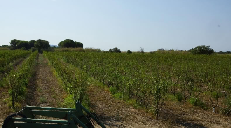 Gerona - Palau-saverdera - 200000m2