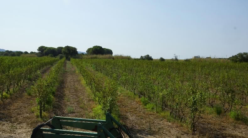 Gerona - Palau-saverdera - 200000m2
