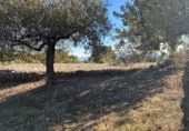 Rural estate for sale on Majadahonda, Alozaina, ref: TR365972 photo