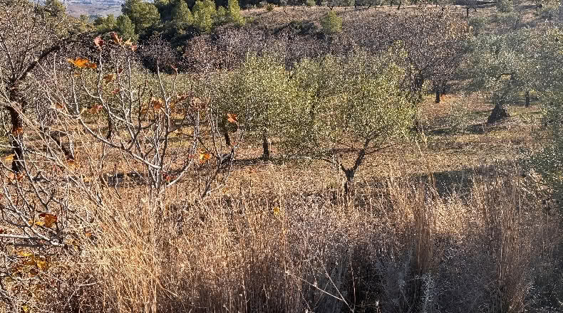 Málaga - Alozaina - 30500m2