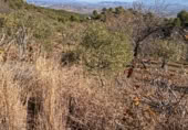 Rural estate for sale on Majadahonda, Alozaina, ref: TR365972 photo