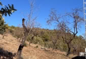 Rural estate for sale on Majadahonda, Alozaina, ref: TR365972 photo