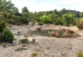 Terreno no urbanizable en venta en la Sierra Baja, Zucaina, ref: TR365969 foto