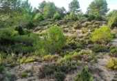 Terreno no urbanizable en venta en la Sierra Baja, Zucaina, ref: TR365969 foto