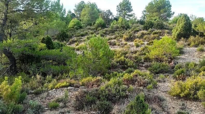 Castellón - Zucaina - 25000m2