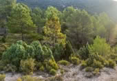 Terreno no urbanizable en venta en la Sierra Baja, Zucaina, ref: TR365969 foto