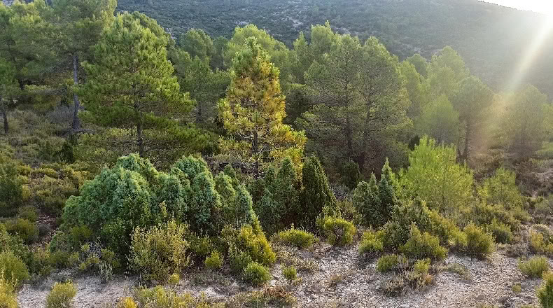 Castellón - Zucaina - 25000m2