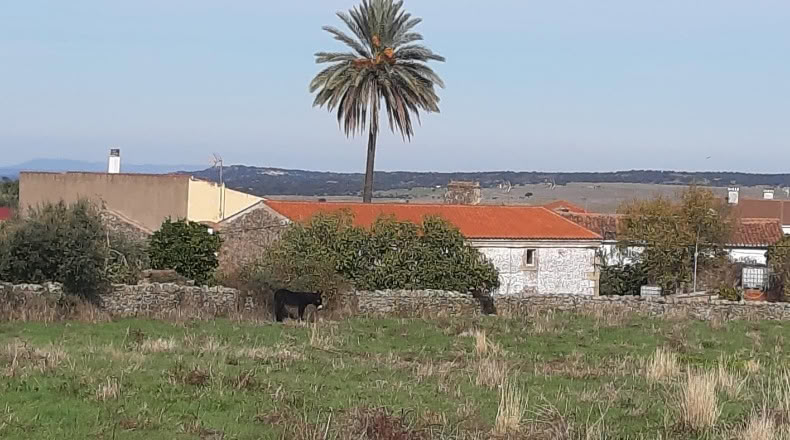 Cáceres - Ruanes - 5787m2