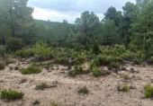 Terreno no urbanizable en venta en la Sierra Baja, Zucaina, ref: TR365969 foto
