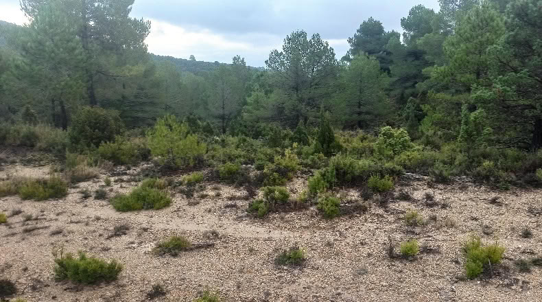 Castellón - Zucaina - 25000m2